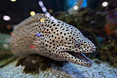 《战国无双5》中文体验版上线 存档可继承至正式版